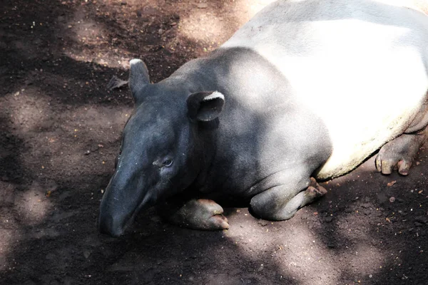 Tapir Malayo Acrocodia Indica También Llamado Tapir Asiático —  Fotos de Stock