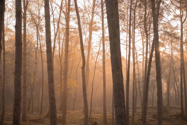 Egy Gyönyörű Kép Egy Sűrű Erdőről Napkeltekor — Stock Fotó