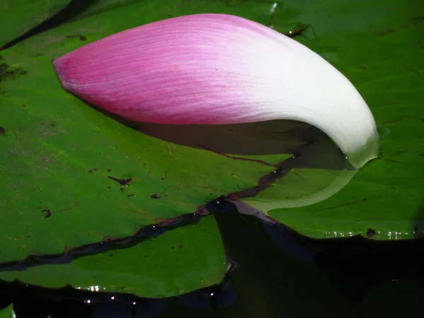 Tiro Close Pino Lótus Rosa Uma Lagoa Sob Luz Solar — Fotografia de Stock