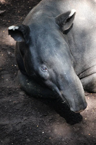 Malayan Tapir Acrocodia Indica Ook Wel Aziatische Tapir Genoemd — Stockfoto
