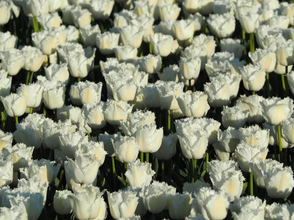 Pole Białymi Tulipanami — Zdjęcie stockowe