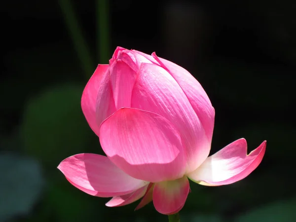Een Prachtig Shot Van Bloeiende Rose Lotus Bloem Een Waterplas — Stockfoto