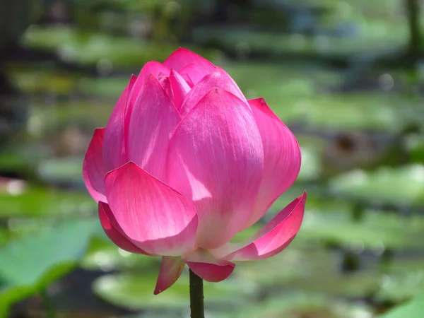 Ein Schöner Schuss Blühender Rosa Lotusblume Einem Teich Unter Sonnenlicht — Stockfoto