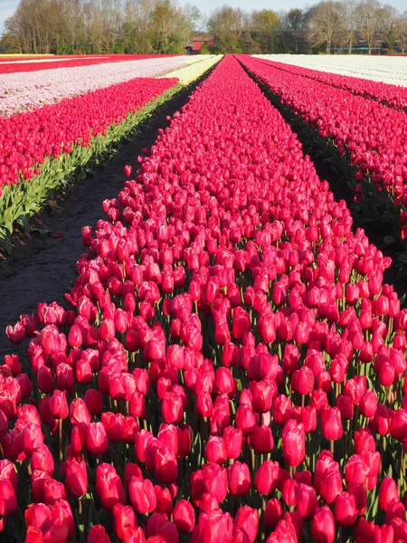 Plan Vertical Champ Avec Des Tulipes Rouges — Photo