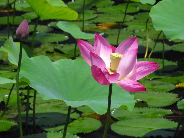 Beautiful Shot Blooming Pink Lotus Flower Pond Sunlight — 图库照片