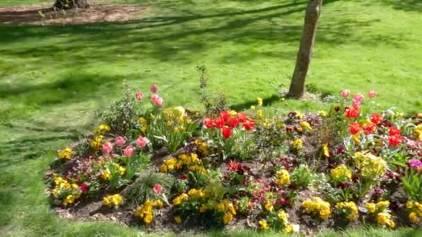 春天阳光明媚的日子 美丽的花朵在绿色的公园里盛开 风景如画 — 图库视频影像