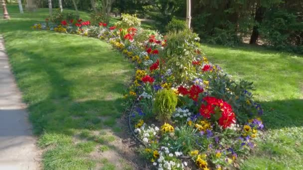 Malerischer Blick Auf Schöne Blumen Die Grünen Park Einem Sonnigen — Stockvideo