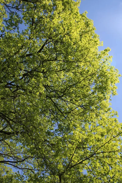 Una Toma Ángulo Bajo Ramas Árboles Verdes Con Cielo Azul — Foto de Stock