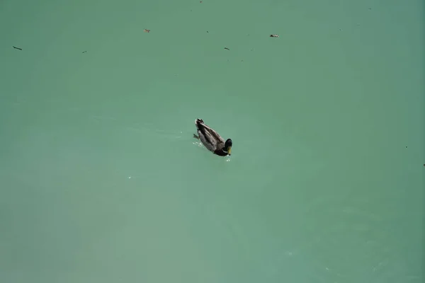 Pato Solitário Flutuando Água Rio — Fotografia de Stock