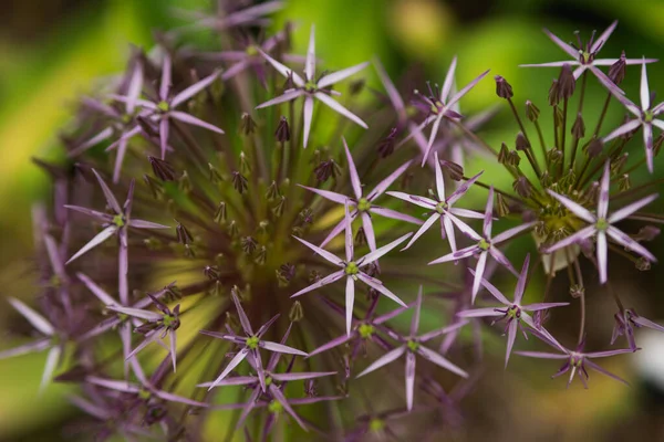 Primer Plano Hermosas Flores Echinops —  Fotos de Stock