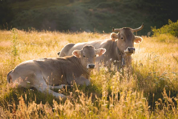 Dos Vacas Sentadas Campo Hierba — Foto de Stock