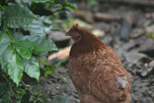 一只棕色母鸡在地面上行走的特写镜头 — 图库照片