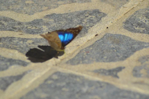 Closeup Shot Brown Butterfly Concrete Surface — Stock Photo, Image