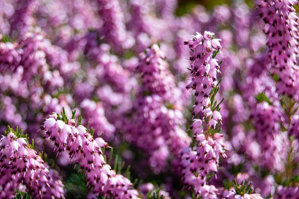 Tiro Close Rosa Inverno Heath Flores Com Folhas Verdes — Fotografia de Stock