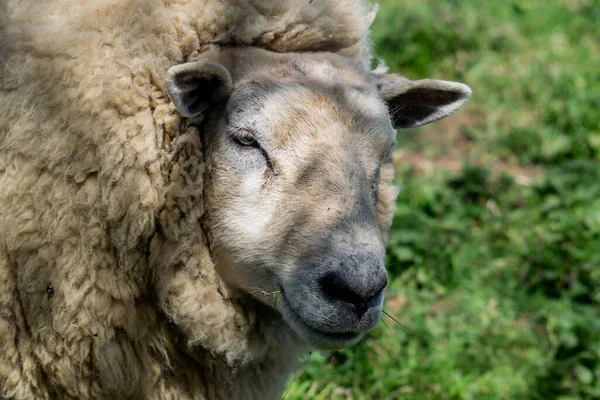 Nahaufnahme Eines Pelzigen Schafes Auf Verschwommenem Hintergrund — Stockfoto