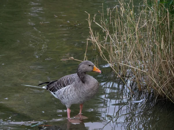 Närbild Gås Damm — Stockfoto