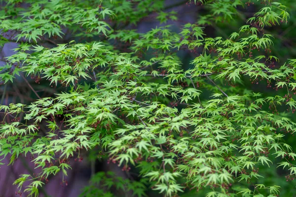 Closeup Folhas Japonesas Florescendo Árvore Bordo — Fotografia de Stock