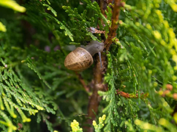 Gros Plan Escargot Rampant Sur Une Brindille — Photo