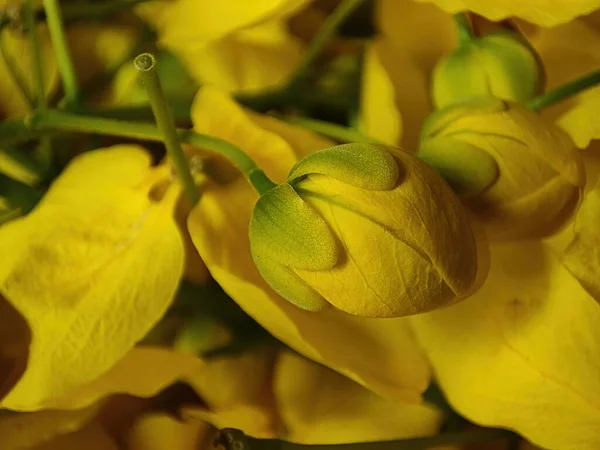 Κίτρινο Μπουμπούκι Ενός Φυτού Ένα Θολό Φόντο — Φωτογραφία Αρχείου