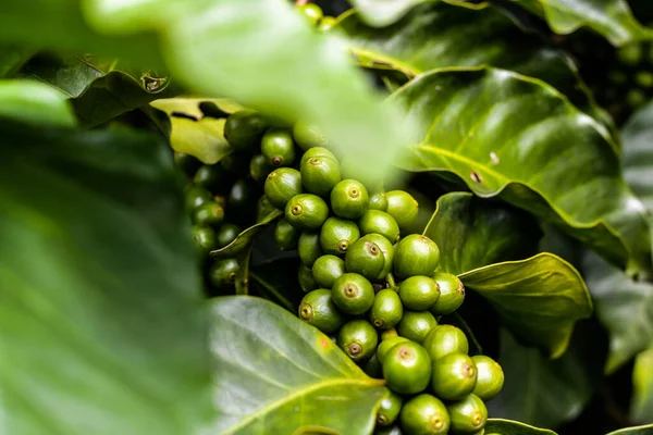 Zbliżenie Strzał Zielonej Ziarna Kawy Drzewie — Zdjęcie stockowe