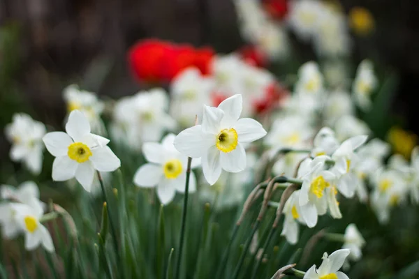 Selective Focus Shot White Daffodil Garden — 图库照片