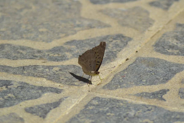 Beton Bir Yüzeyde Kahverengi Bir Kelebeğin Yakın Çekimi — Stok fotoğraf