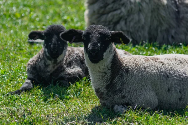 Een Close Schot Van Harige Schapen Liggend Het Groene Veld — Stockfoto