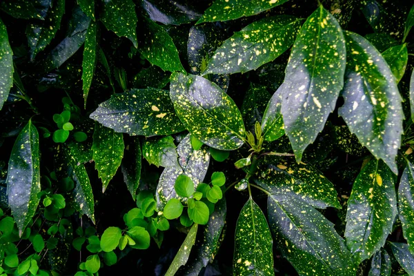 Closeup Shot Green Japanese Laurel Leaves Yellow Spots — Stock Photo, Image