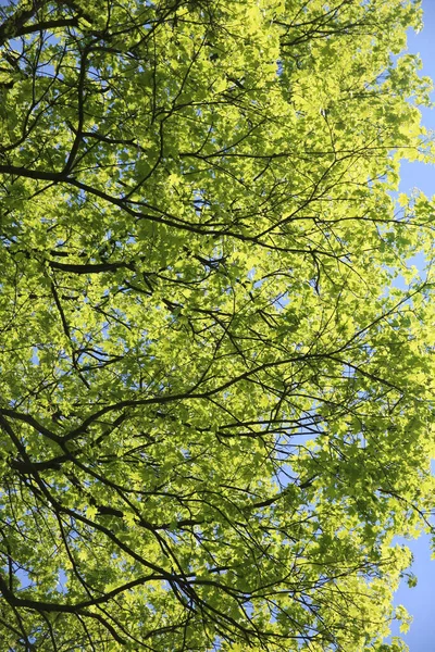 Una Toma Ángulo Bajo Ramas Árboles Verdes Con Cielo Azul — Foto de Stock