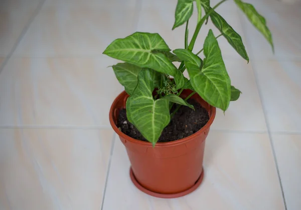 Primer Plano Una Planta Verde Sobre Una Superficie Blanca — Foto de Stock