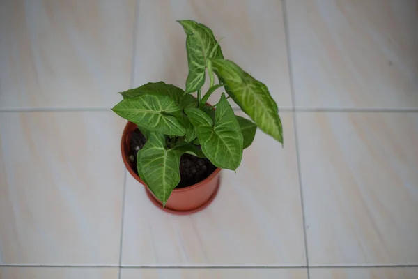 Gros Plan Une Plante Intérieur Verte Sur Une Surface Blanche — Photo