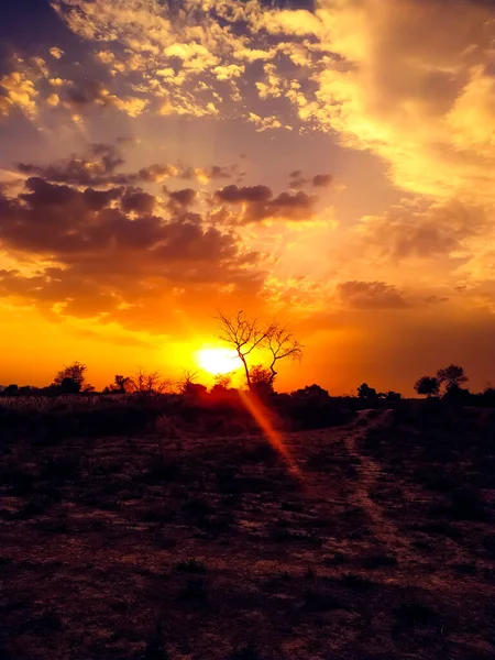 Eine Schöne Aufnahme Von Bäumen Einer Wüste Bei Sonnenuntergang — Stockfoto