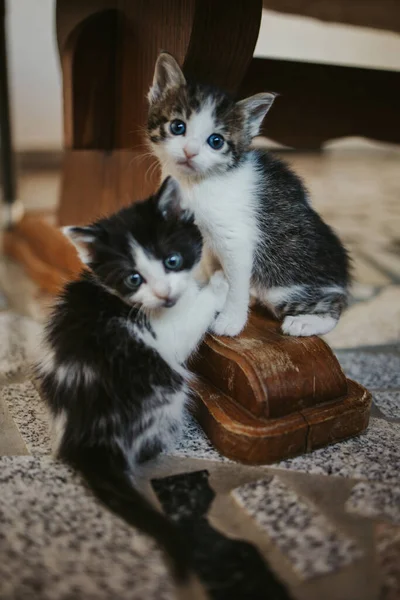 Vertical Shot Two Cute Kittens Sitting Wooden Table Leg — 图库照片