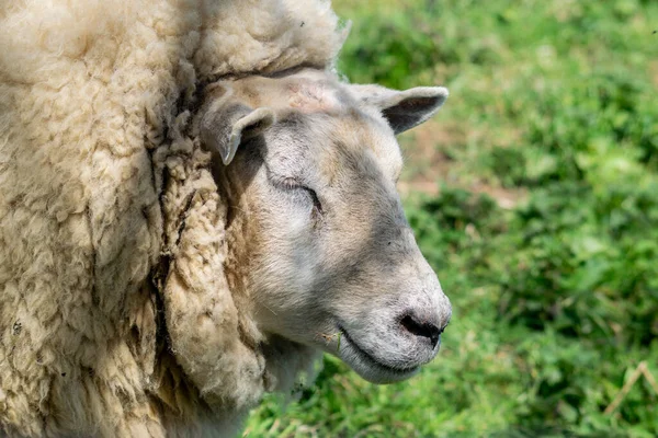 Nahaufnahme Eines Pelzigen Schafes Auf Verschwommenem Hintergrund — Stockfoto