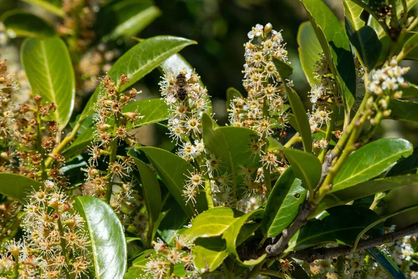 Gros Plan Fleurs Blanches Cerisier Laurier Aux Feuilles Vertes — Photo