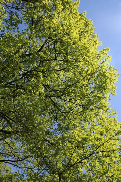 Low Angle Shot Green Tree Branches Blue Sky Background Royalty Free Stock Photos