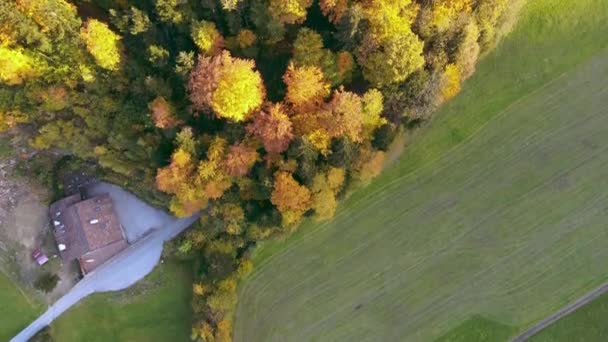 Top View Drone Shot Van Een Klein Bosje Prachtige Herfstkleuren — Stockvideo