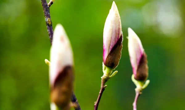 Eine Nahaufnahme Schöner Magnolienschwärme Auf Verschwommenem Hintergrund — Stockfoto