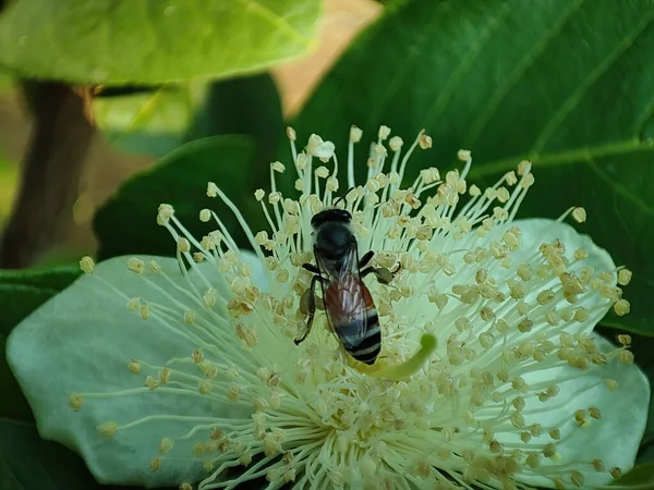 Včela Opylující Žlutý Květ Kvetoucí Zahradě — Stock fotografie
