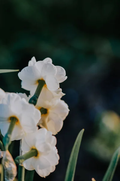 Крупним Планом Знімок Красивої Квітки Нарциса Розмитому Тлі — стокове фото