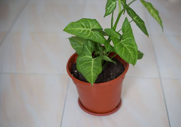 Primer Plano Una Planta Verde Sobre Una Superficie Blanca — Foto de Stock