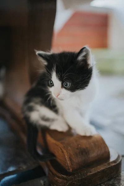 Vertikální Záběr Vyděšeného Černobílého Koťátka Sedícího Dřevěné Noze Stolu — Stock fotografie