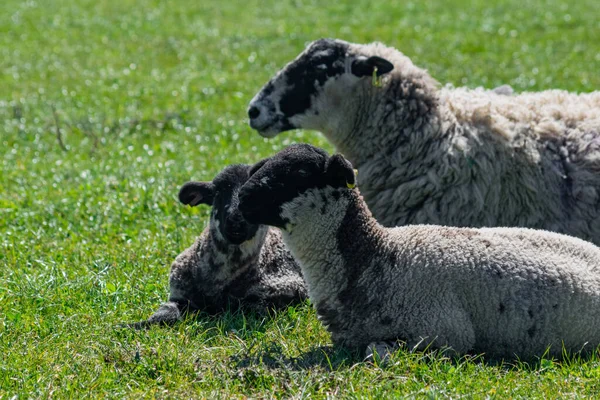 Tiro Perto Ovelhas Peludas Deitadas Campo Verde — Fotografia de Stock