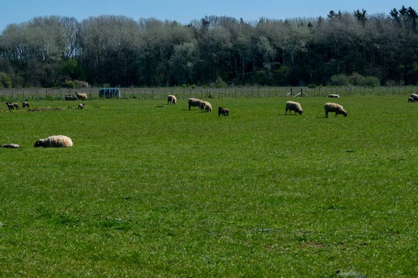 Naturskön Utsikt Över Flock Får Bete Gräs Ett Grönt Fält — Stockfoto