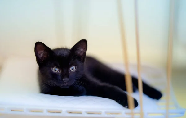 Closeup Shot Cute Black Kitten Lying White Chair — 스톡 사진