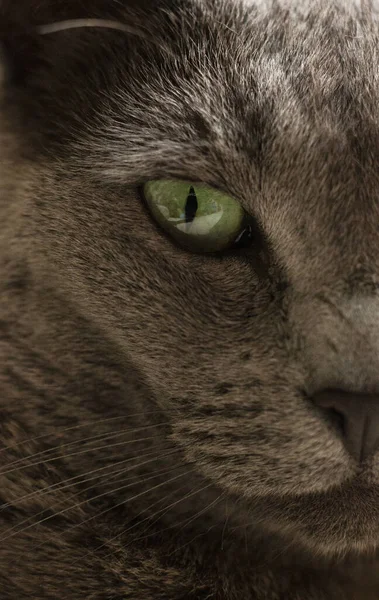 Крупный План Морды Тёмно Серого Кота Зелёным Глазом — стоковое фото