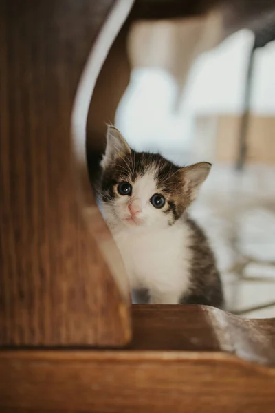 Tiro Vertical Gatito Adorable Escondido Detrás Una Pata Mesa Madera — Foto de Stock