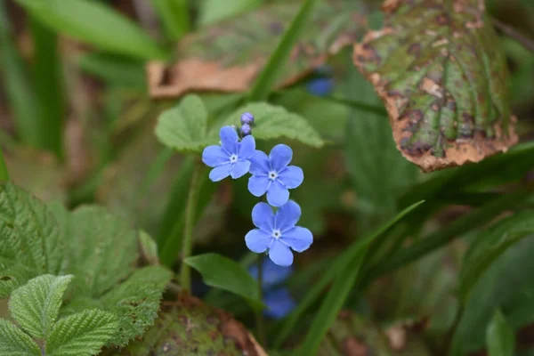 Closeup Shot Forget Nots Green Plant Leaves Outdoors — ストック写真