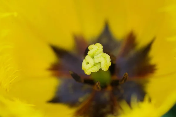 Nahaufnahme Von Einem Inneren Einer Gelben Tulpe — Stockfoto