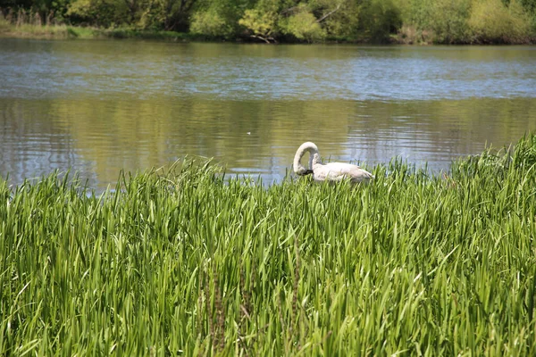 Close Tiro Verde Cisne Lago Com Reflexo Grama Verde Árvores — Fotografia de Stock